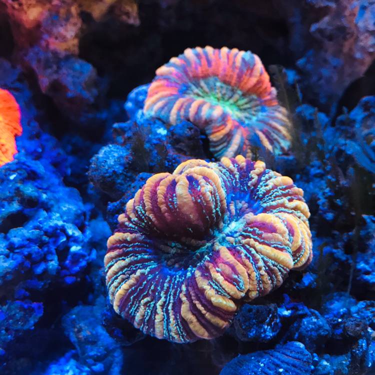脑珊瑚种类图片