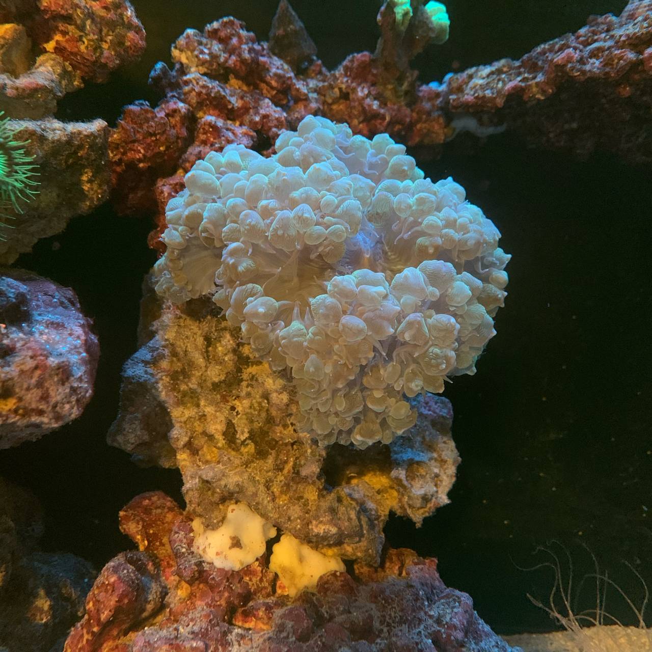 新品种紫色魔鬼气泡珊瑚分支气泡lps珊瑚从来没见过实物你们见过了吗