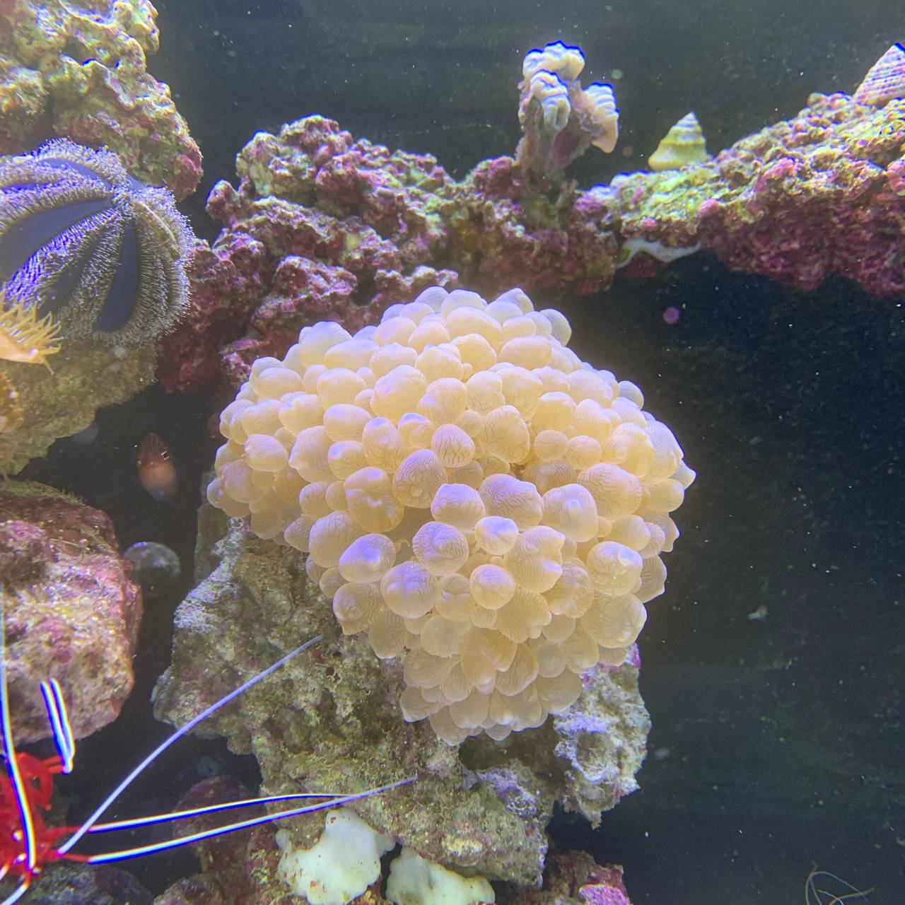 新品种紫色魔鬼气泡珊瑚分支气泡lps珊瑚从来没见过实物你们见过了吗