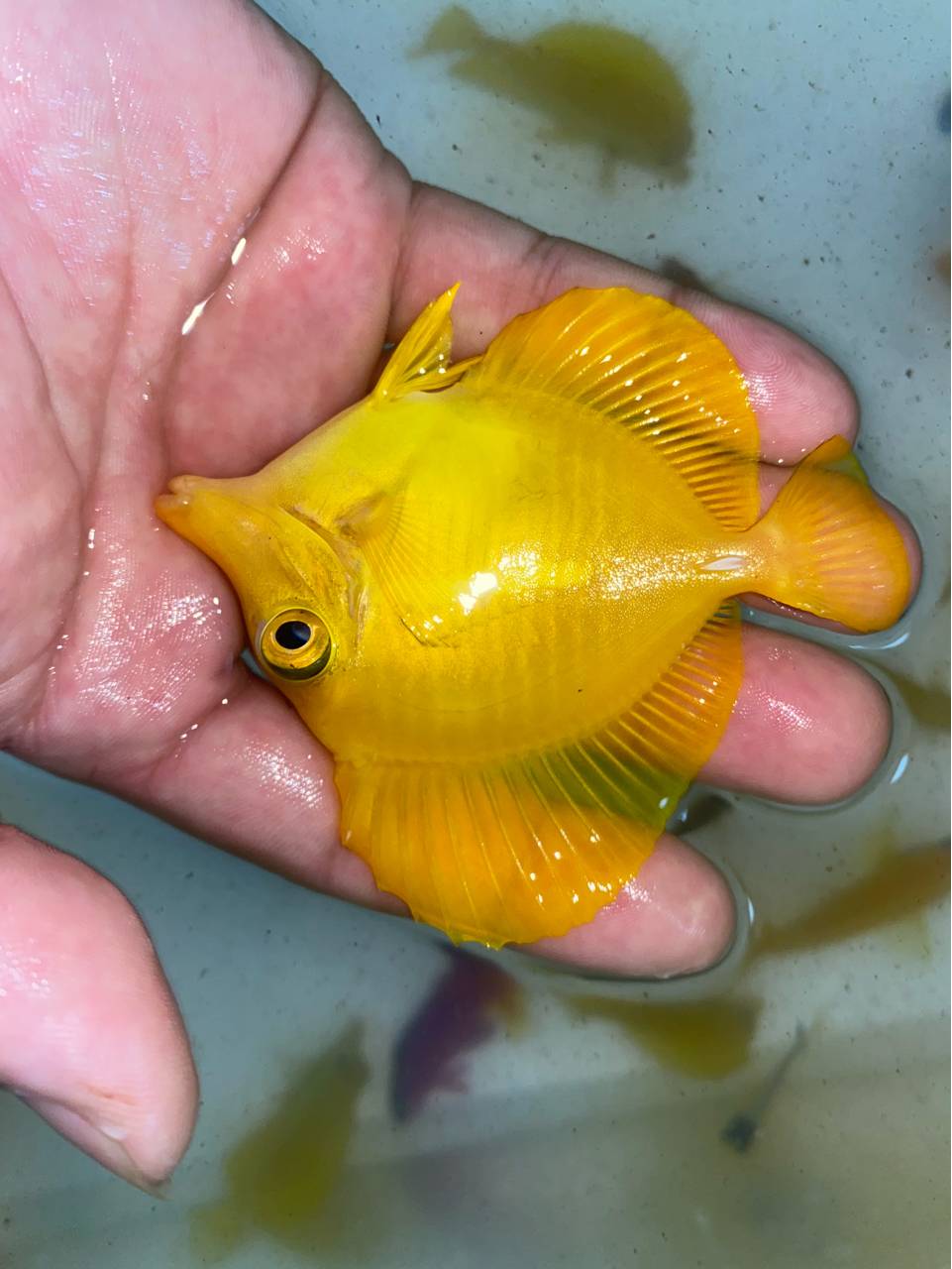 美线鱼火焰仙298一条起