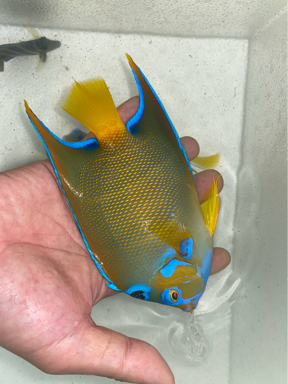 美线鱼火焰仙298一条起