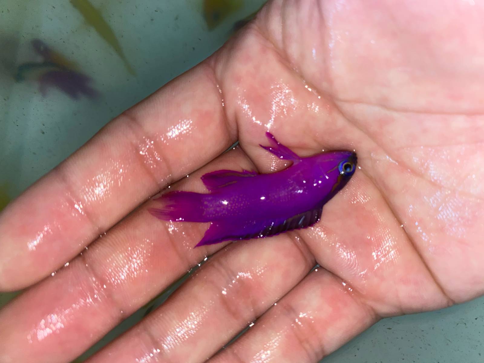 美线鱼火焰仙298一条起