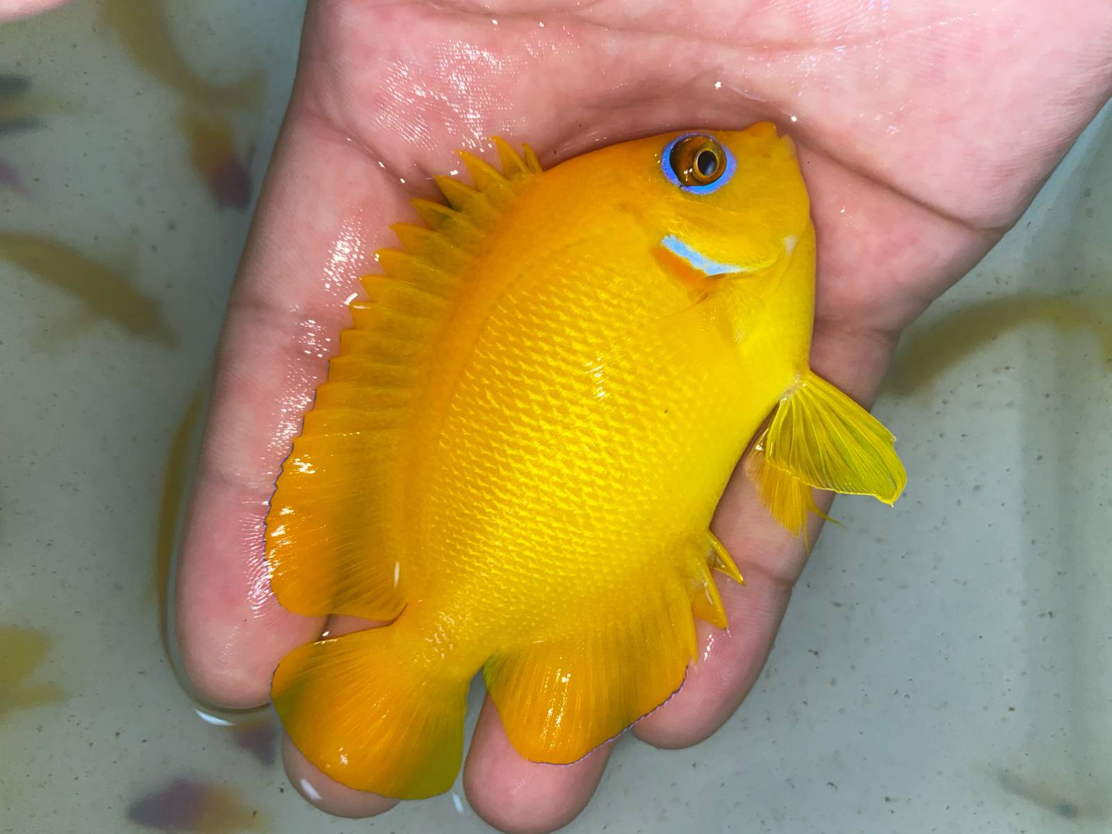 美线鱼火焰仙298一条起