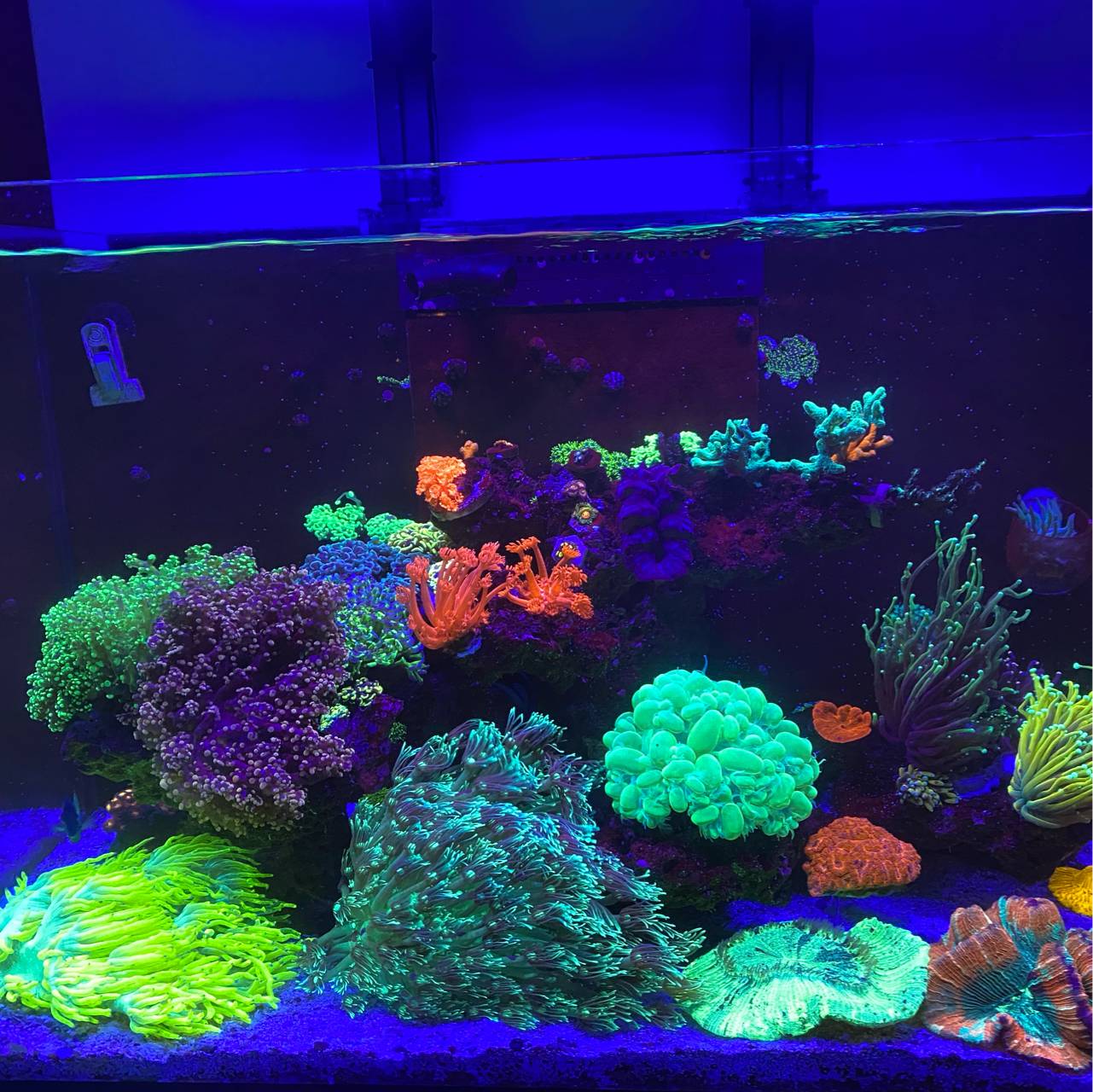 珊瑚缸 | 海水驿站