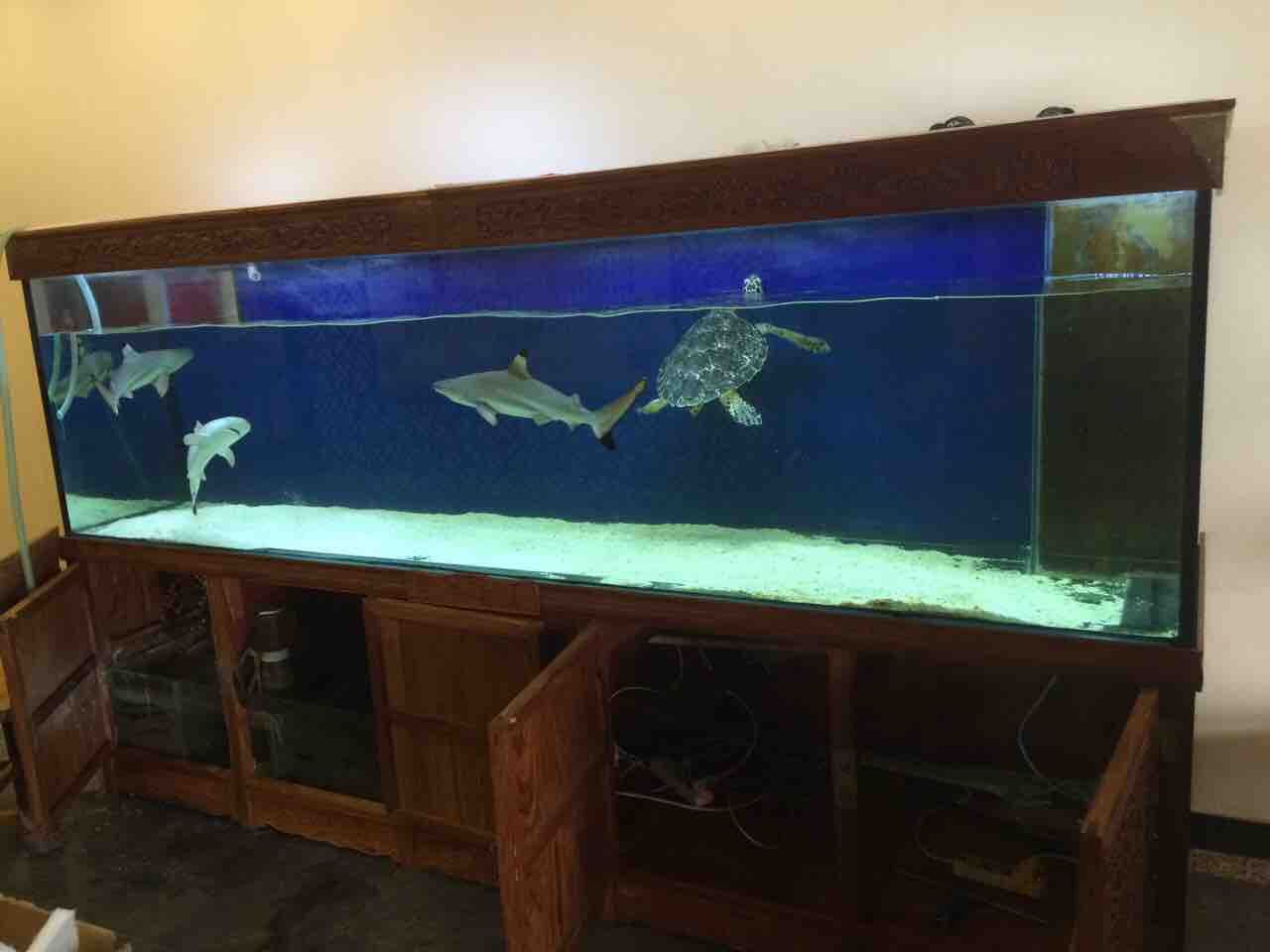 新接手3米黑鳍鲨求饲养方法