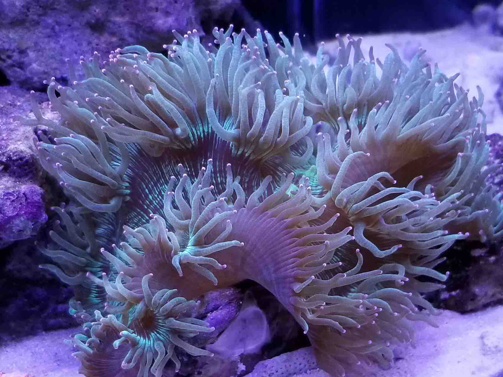 尼罗河珊瑚突然须短胀大