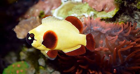 银线小丑白背海葵鱼橙公白背双锯鱼