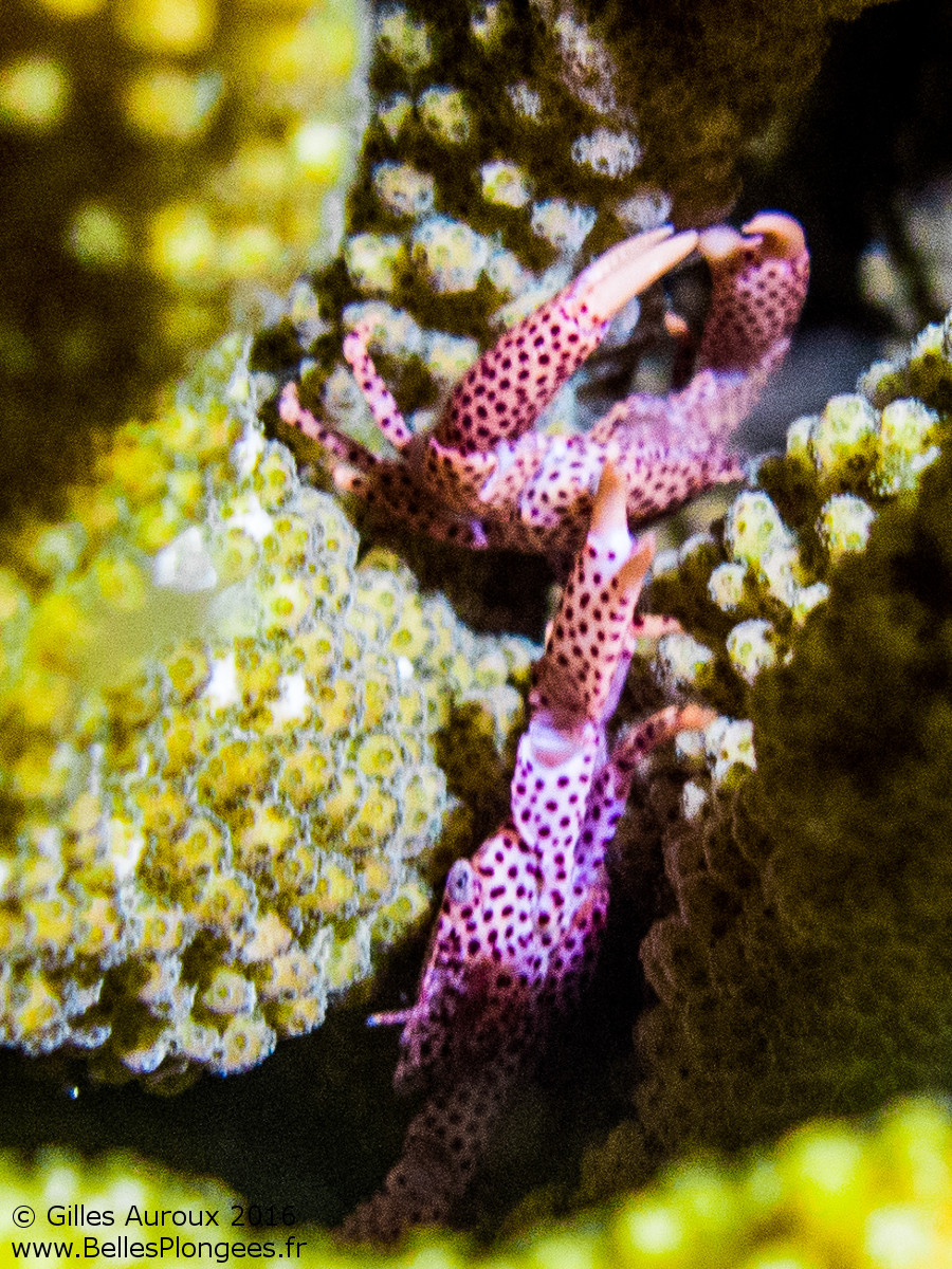 绿宝石蟹 | 海水驿站