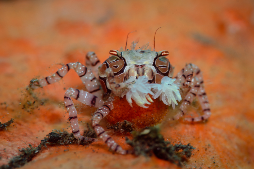 绿宝石蟹 | 海水驿站