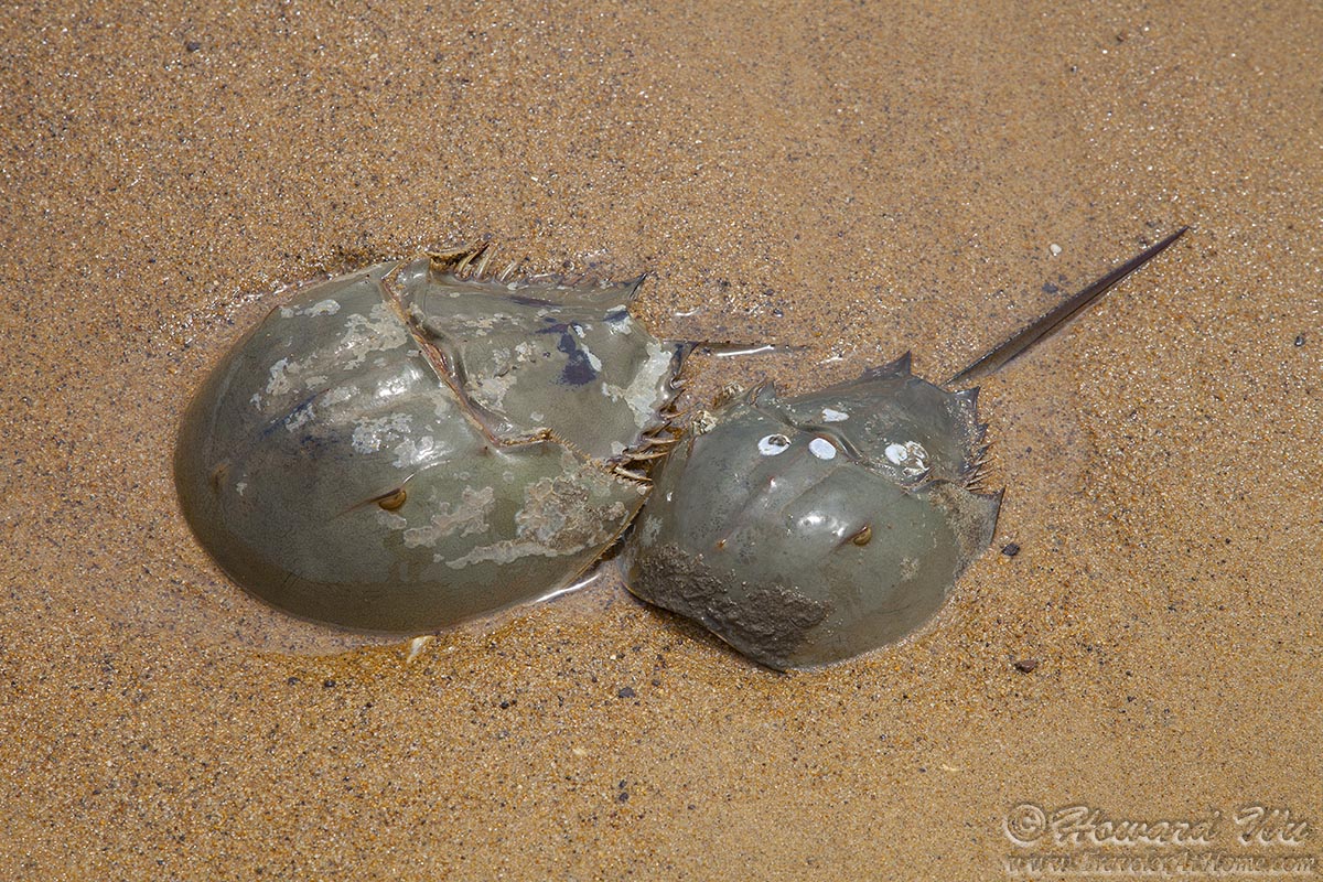绿宝石蟹 | 海水驿站