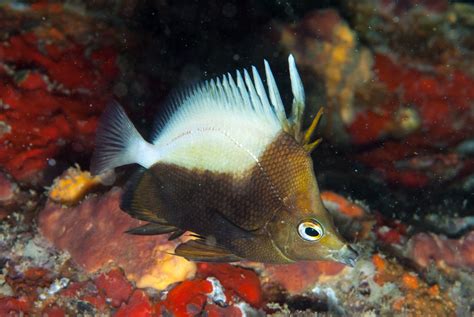 三間火箭短火箭鑽嘴魚畢畢荷包魚長吻鑽嘴魚鑽嘴魚