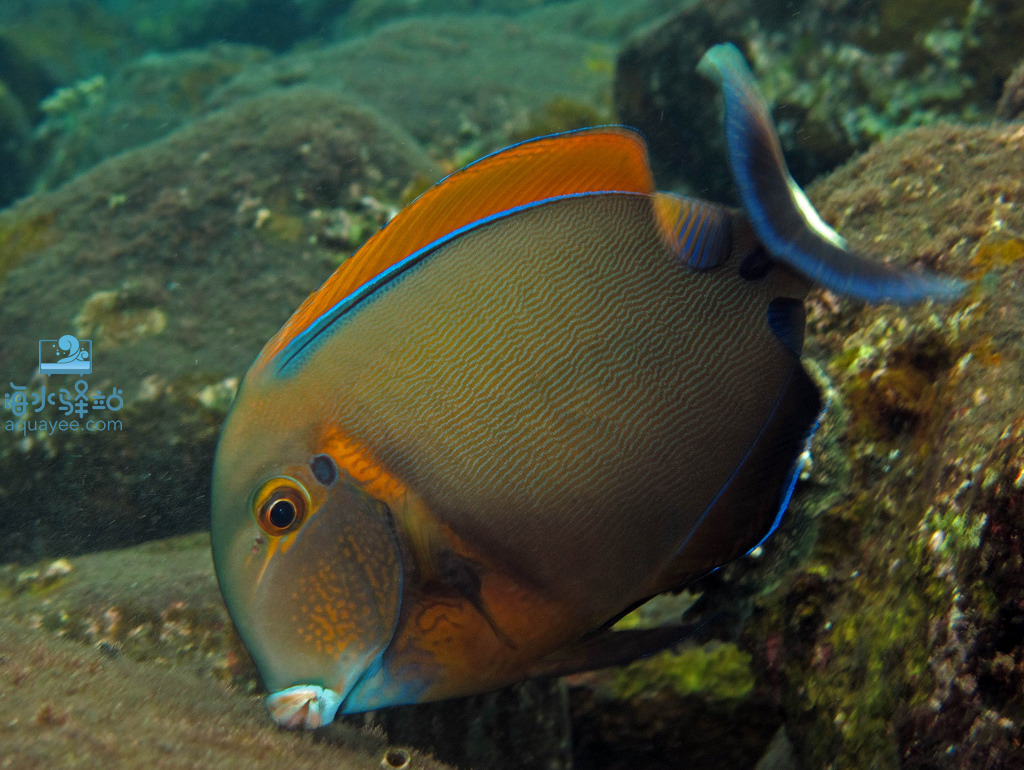 一字吊 | 海水驿站