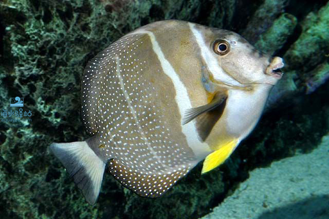 斑马吊 | 海水驿站