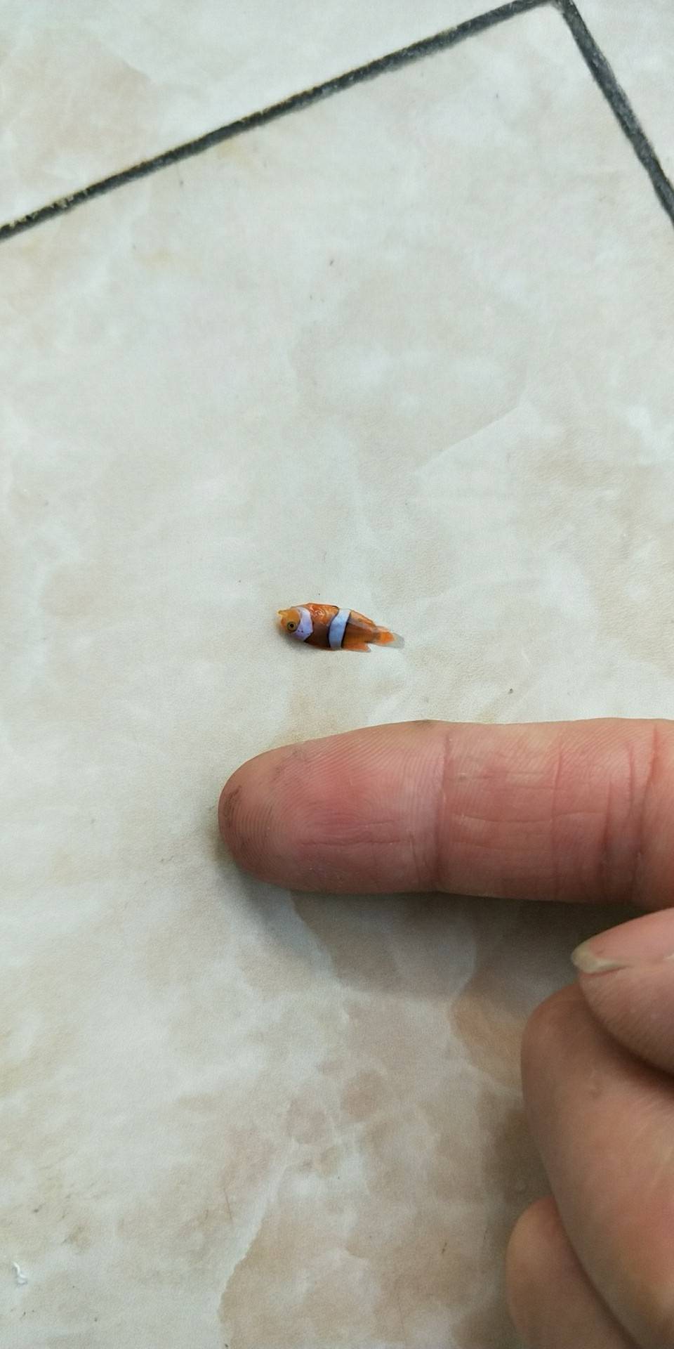 毕加索小丑鱼繁殖记录