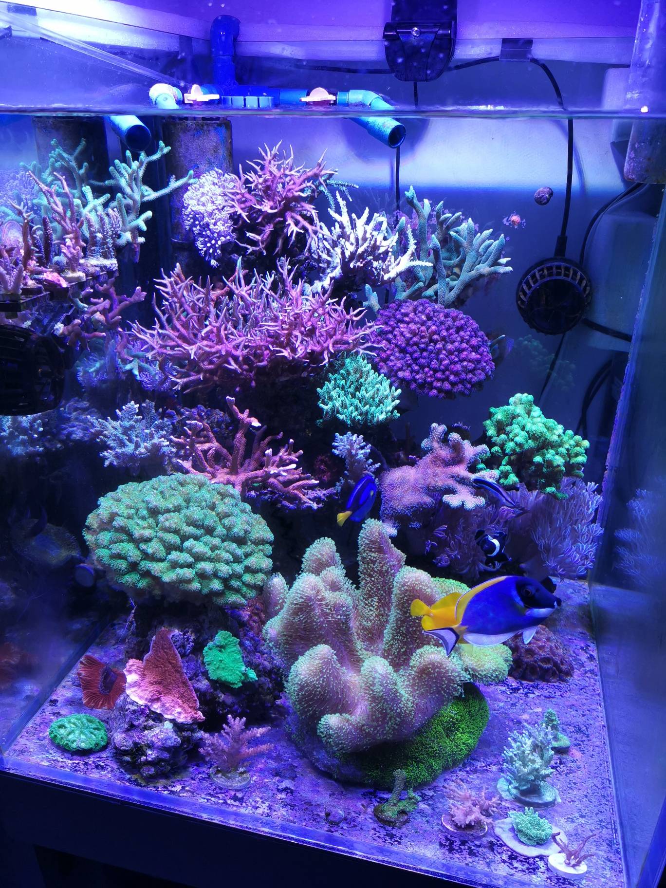 妙手的珊瑚海 | 海水驿站