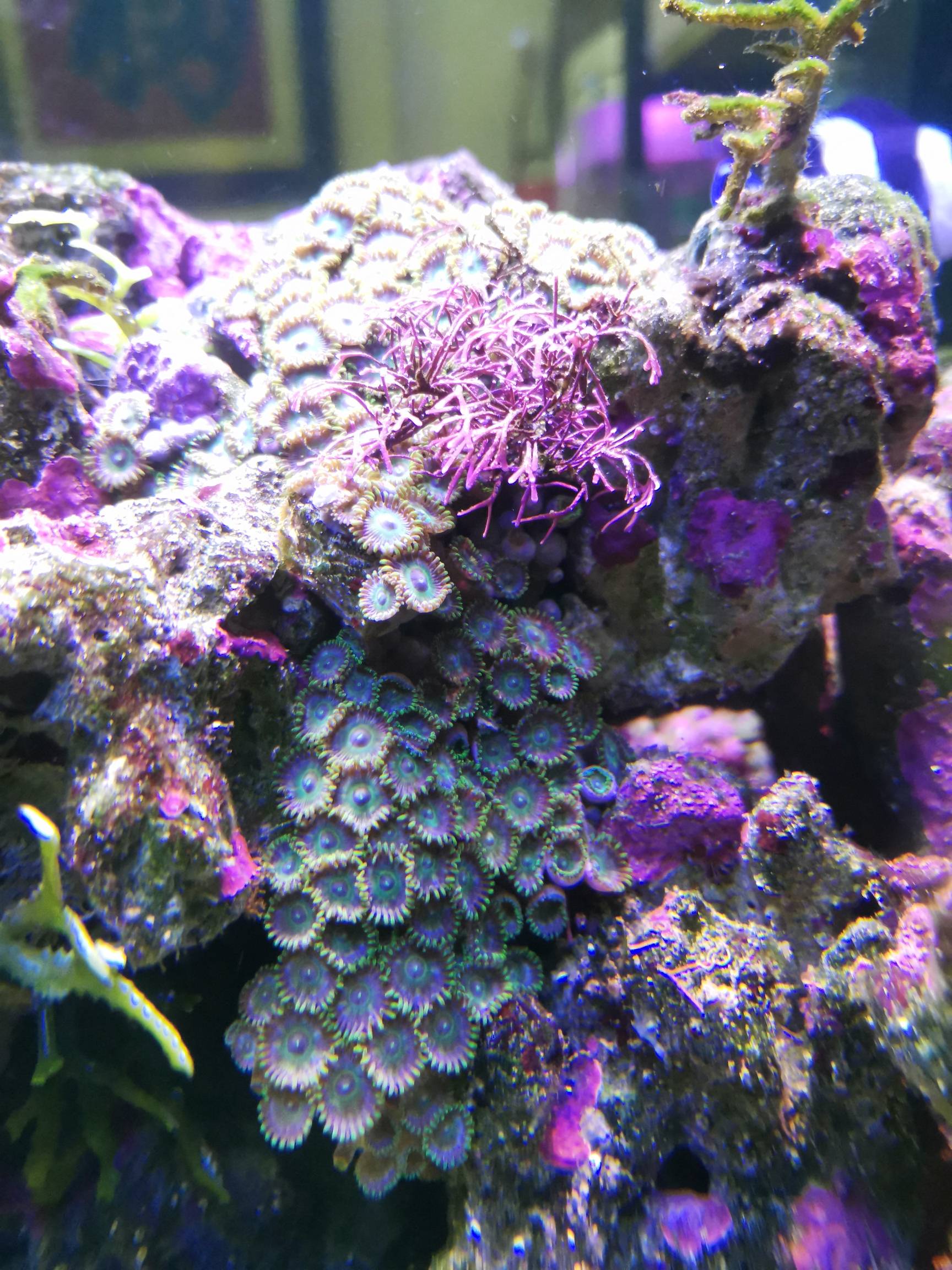 满缸钙藻 | 海水驿站