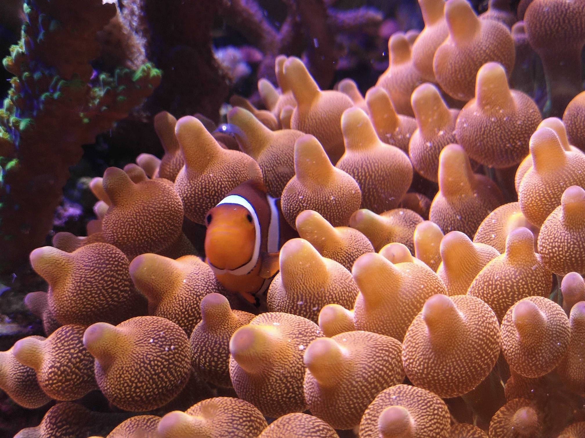 柏林厚沙藻缸sps小微缸