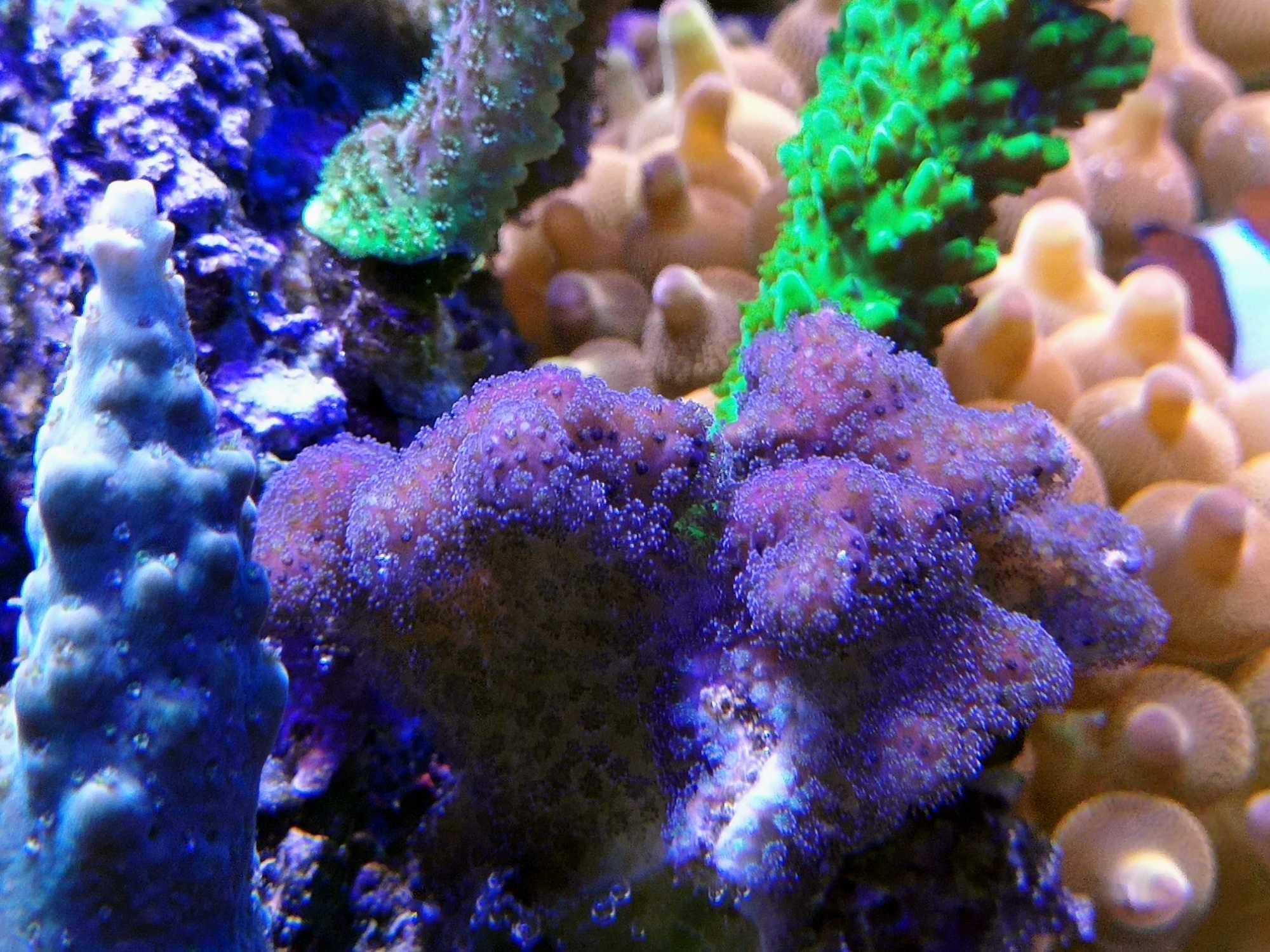 柏林厚沙藻缸sps小微缸