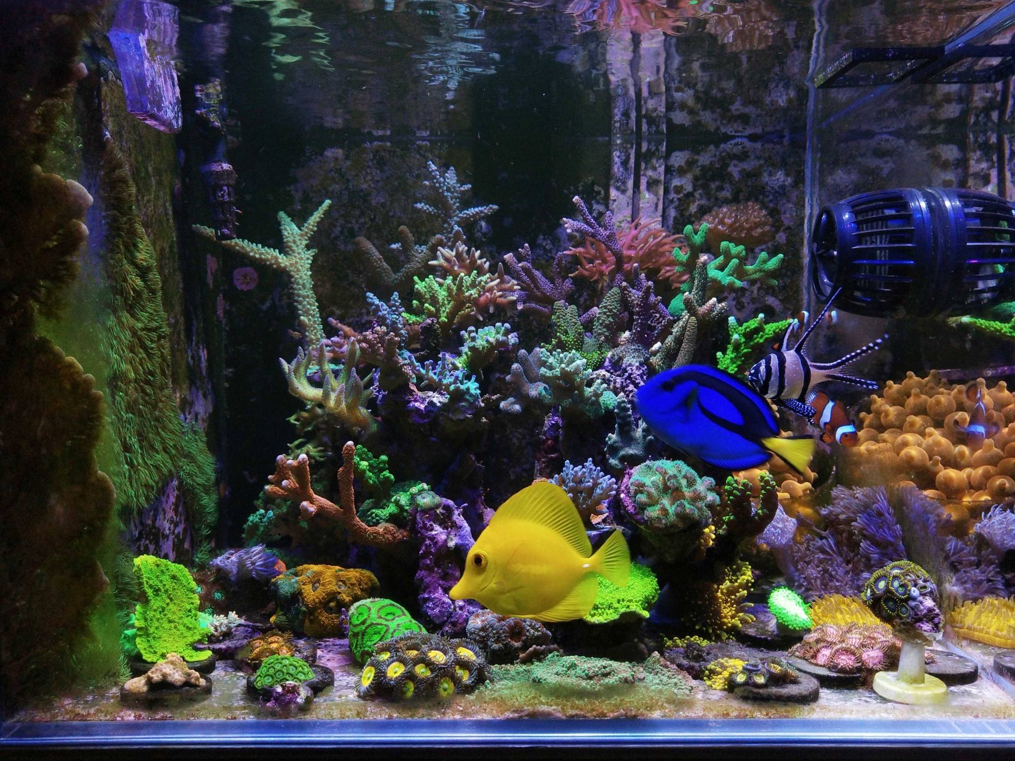 柏林厚沙藻缸sps小微缸