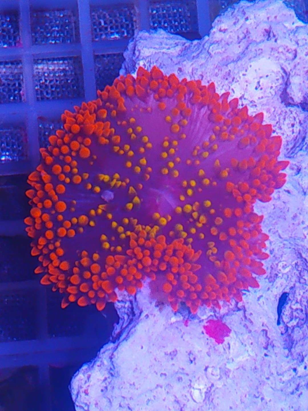 长须彩色地毯海葵