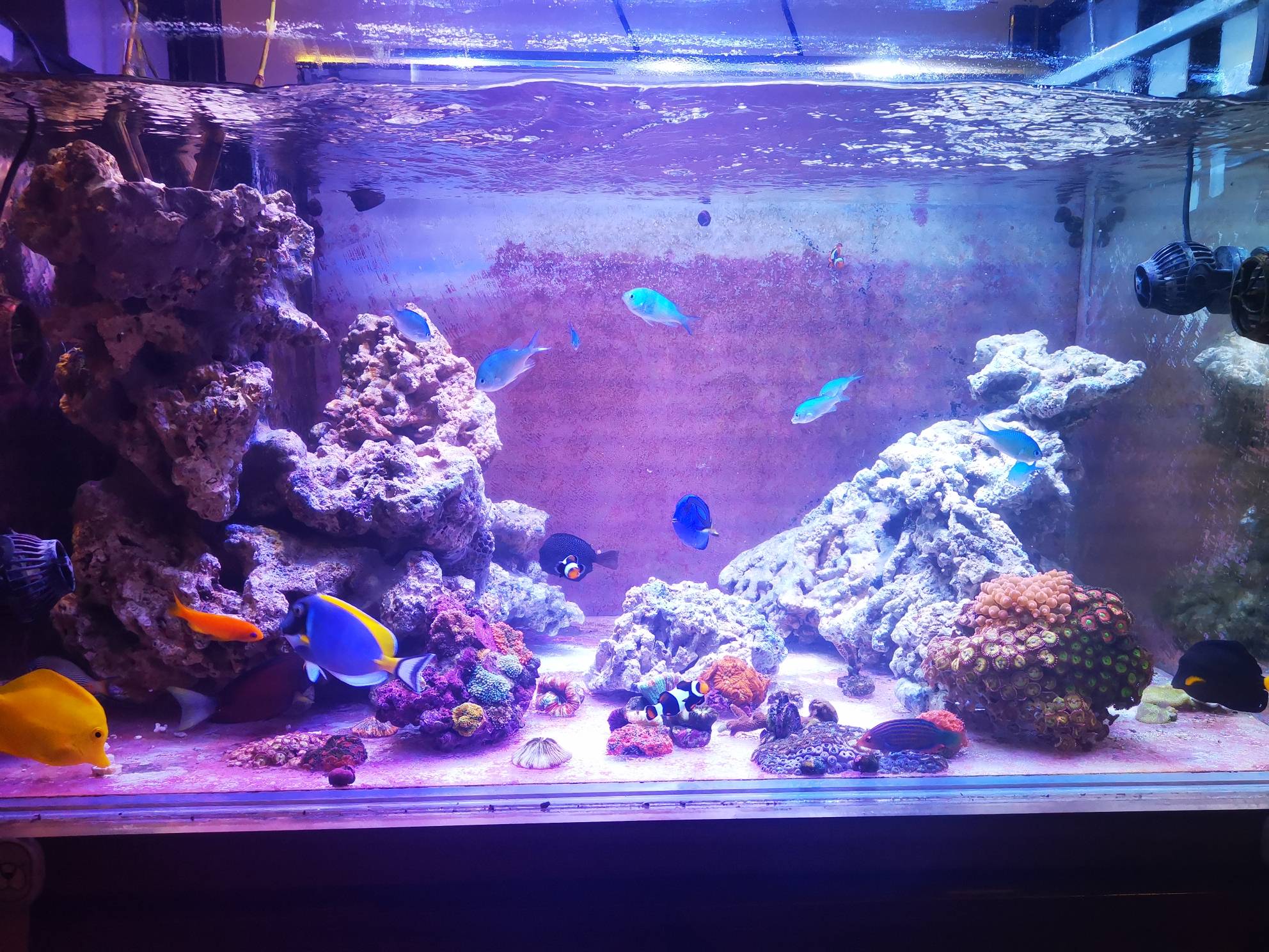 darry的af系统sps缸