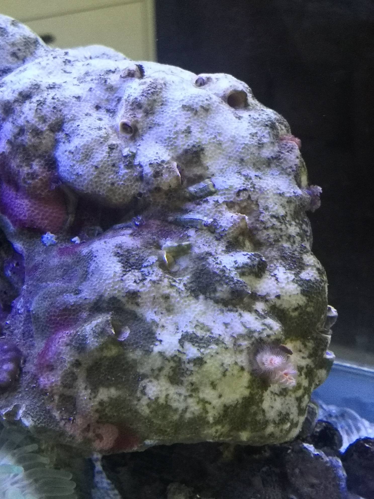 一大块的管虫这个虾不知道啥名字,儿子喜欢,说吃小虾,赶紧禁闭这是啥