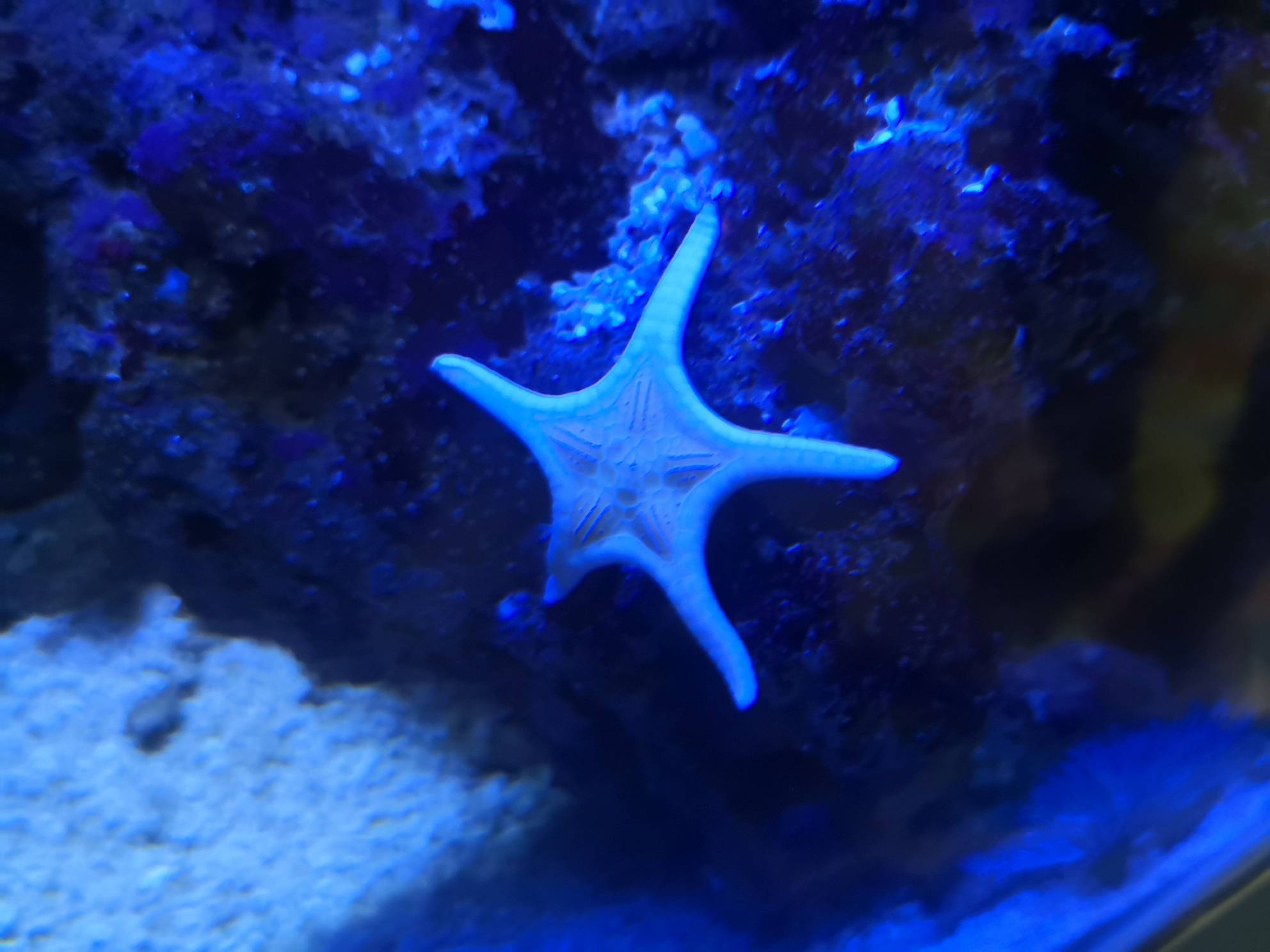 这是啥海星?