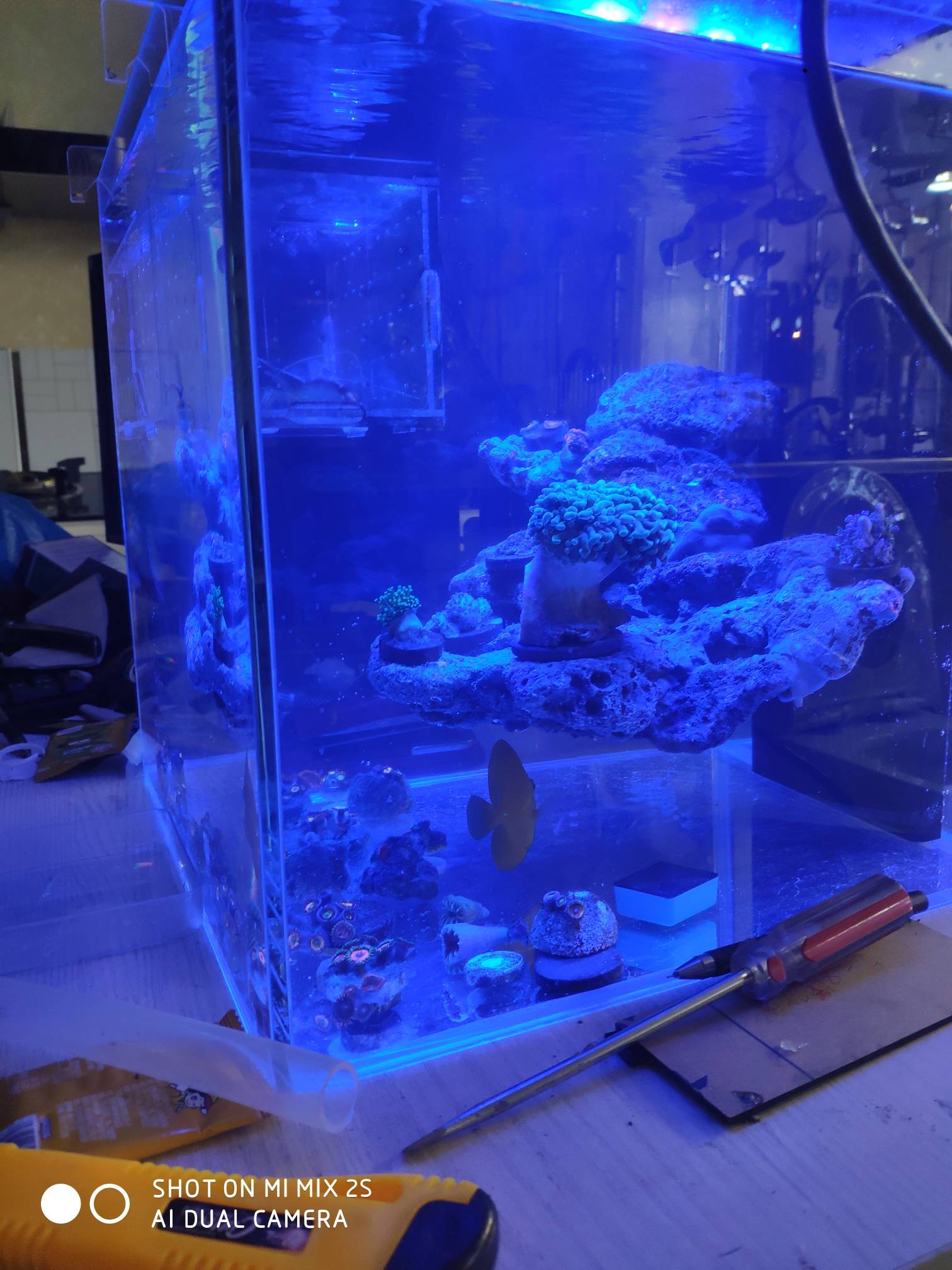 旗旗的diy悬浮景小海缸