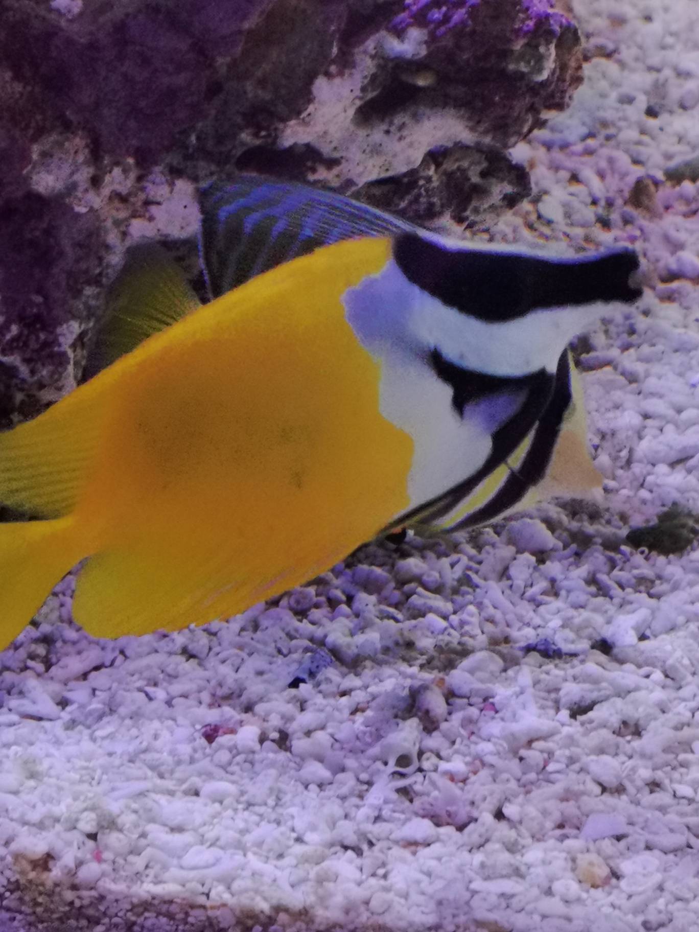 狐狸这是怎么了 身上有黑色的斑纹 | 海水驿站