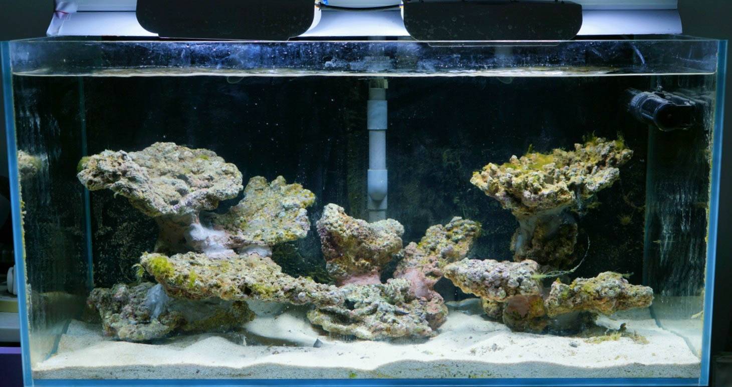 新手淡水90缸跳海 | 海水驿站