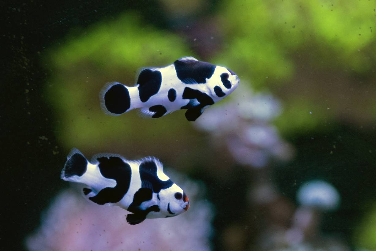 熊猫小丑进缸第四天啦