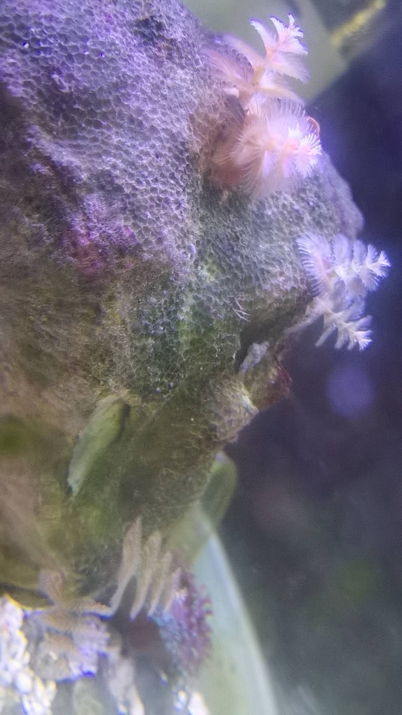 顽强的圣诞管虫