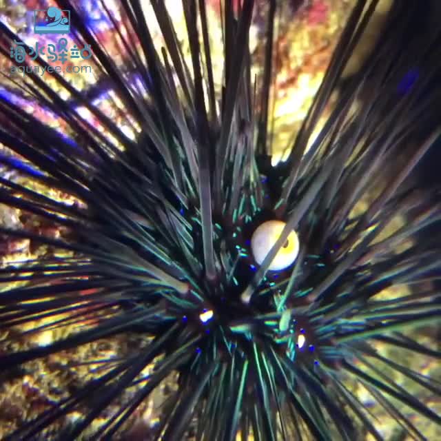 如何在海缸中生长钙藻指南海缸新手入门必看